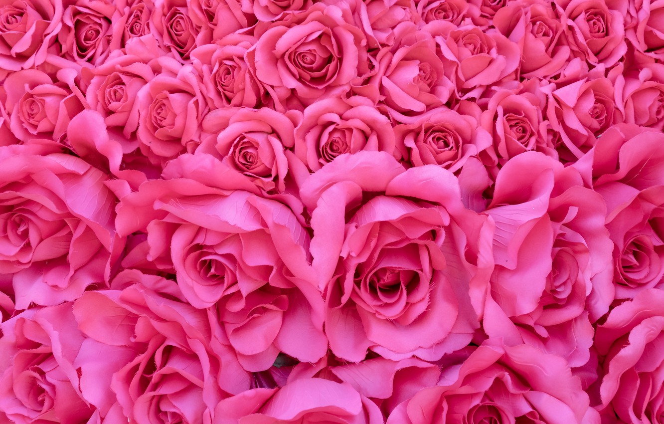butony-rozovye-roses-pink-rozovyi-fon-romantic-rozy-petals-f
